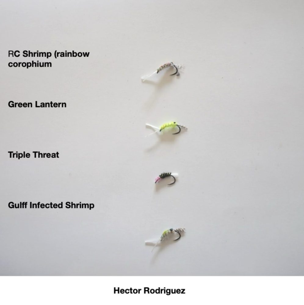 Hector's shrimp for mullet on the fly.